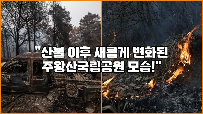 "산불 이후 새롭게 변화된 주왕산국립공원 모습!"