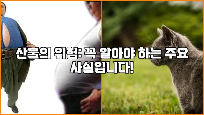 산불의 위험: 꼭 알아야 하는 주요 사실입니다!